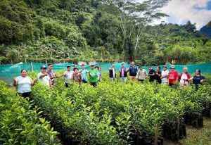 proyecto citrico san luis de shuaro agricultores chanchamayo