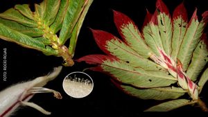 1396012 en el dia internacional de la diversidad biologica estas son las dos nuevas especies de plantas halladas en un area protegida del peru