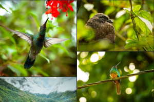 aves registradas en satipo global big day 2026
