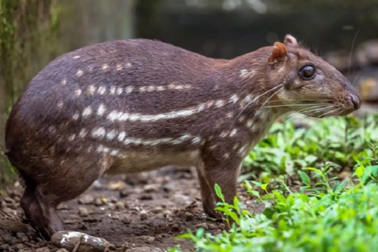 cuniculus paca