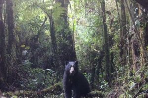 oso andino oxapampa