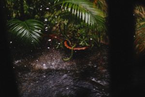 Vibrant tropical foliage in a rainforest setting with water droplets creating a serene, natural atmosphere.