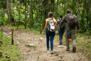 Three hikers walking through a lush tropical forest path with backpacks, embracing nature adventure.