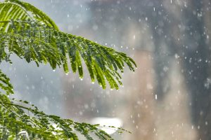 Closeup of green wet twigs of coniferous tree growing in forest in rain on sunny sunny winter day