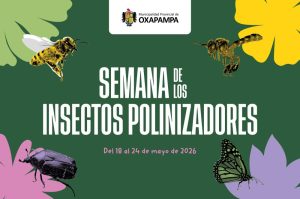 polinizadores