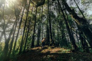 A person in a cowboy hat walking through a sunlit forest in Zacapalco, Mexico.